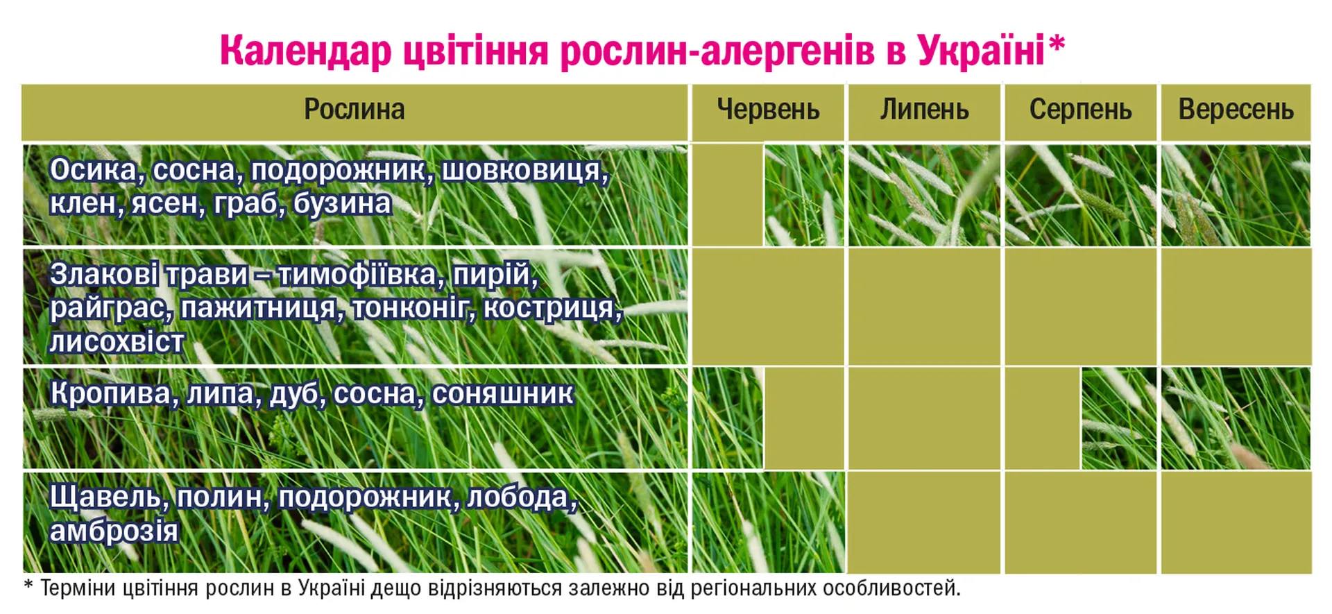 Календар цвітіння рослин-алергенів в Україні